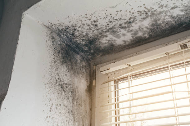 Affordable Mold Removal solutions in Nolensville, TN